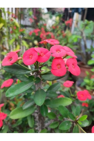Videolu Pembe Milli Dikenler Tacı Dolgun Çiçekli 1 Adet Saksılı 20-40 Cm Salon Kaktüsü Euphorbia