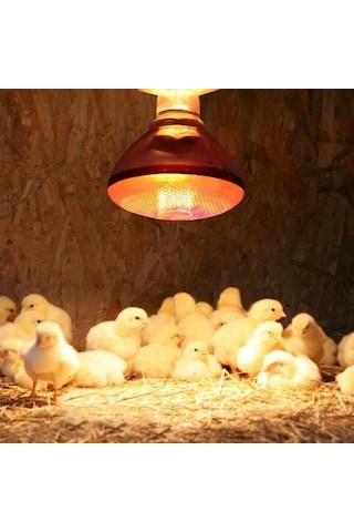 Ana Kucağı Isıtıcı Set 2 Adet 100 W Infrared Isıtıcı, Dijital Termostatlı . 1 Adet Aydınlatma