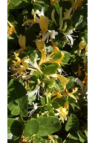 Hanımeli Fidanı 35 45 Cm