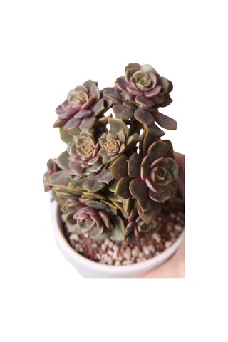 Echeveria Da Hong Pao - Sukulent Haangarden