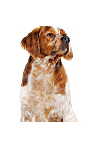 Royal Canin Loaf Mousse Orta Irk Yetişkin Köpek Ödül Maması Konserve 410 G