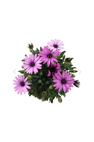 Thebestonline Bodrum Papatyası - Osteospermum - Saksı'da Canlı Çiçek - 4'lü Miks