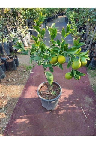 Mis Kokulu 1 Adet Yediveren Limon Fidanı 80-100cm Saksılı Lemon Sapling