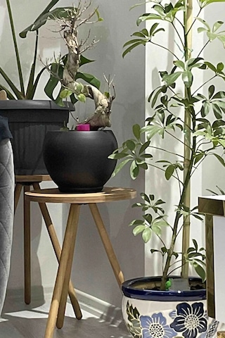 2'li Zigon Sehpa Seti Saksılık Ve Çiçeklik Standı, Dekoratif Yan Sehpa Ahşap Ayaklı 33 Cm Çap - Atlantik Çam Atlantik Çam