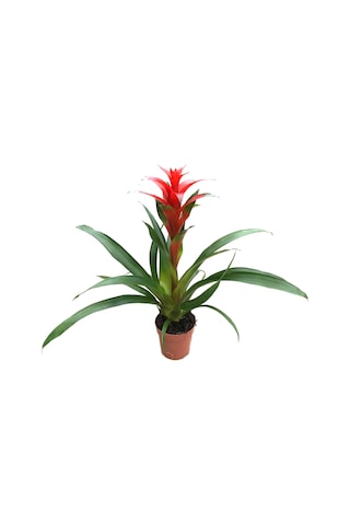 Guzmania Lingulata 'Red' (Guzmanya) Ø12 CM Y35-40 CM