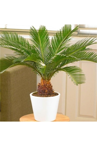 Cycas Tohumu Ekim Seti 3 Tohum Sikas Tohumu +Saksı+Toprak+