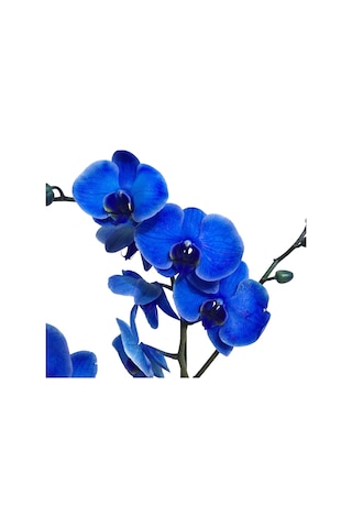 Phalaenopsis Blue (Mavi Orkide)12 CM 70-80 CM