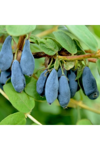 2 Yaş Bal Yemişi Fidanı Lonicera Caerulea Tatlı Ve Besleyici