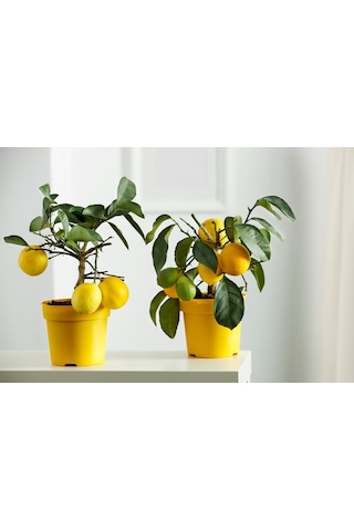 Sarı Limon Saksısı 10 Adet ( 3 Litre )