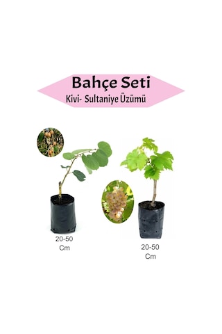 2' Li Meyve Seti Kivi Fidanı+sultaniye Üzüm Fidanı