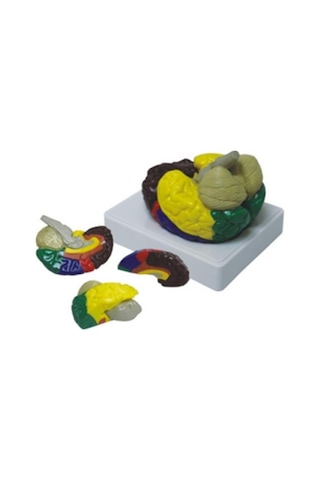Renklendirilmiş Anatomik Beyin Modeli 4 Parça Renklendirilmiş Anatomik Beyin Modeli 4 Parça