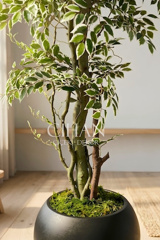 Yapay Benjamin Starlight Ağacı 180 Cm - Küre Saksılı Beyaz