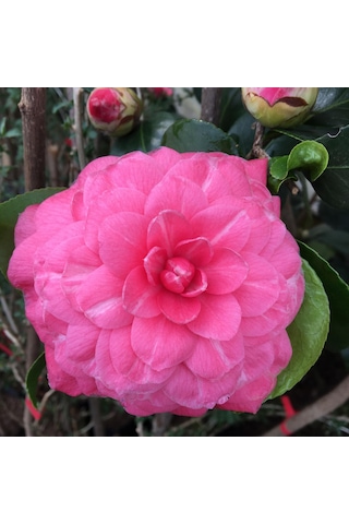 Kamelya Fidanı Pembe 50-80 Cm Tüplü