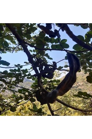 Keçi Boynuzu Harnup 3 Kg