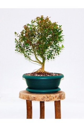 Bonsai Buxus - 7 Yaşında Hediyelik Bonsai Ağacı