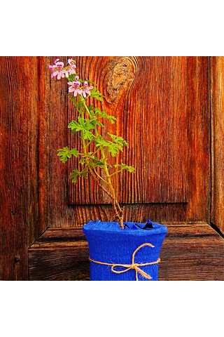 Itır (Pelargonium graveolens)