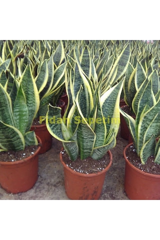 Paşa Kılıcı Çiçeği Sanseveria 50-60 Cm