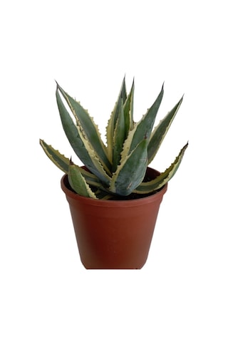 Agave Americano Bitkisi