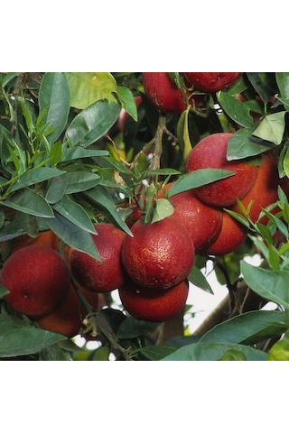 Tüplü Aşılı Blood Orange Içi Dışı Kırmızı Portakal Fidanı