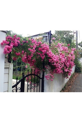 Videolu Pembe Sarmaşık Kokulu Tüplü 90-140 Cm Aşılı Gül Pink Rose
