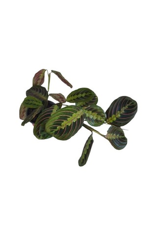 Kalatya Maranta - Calathea Marantha