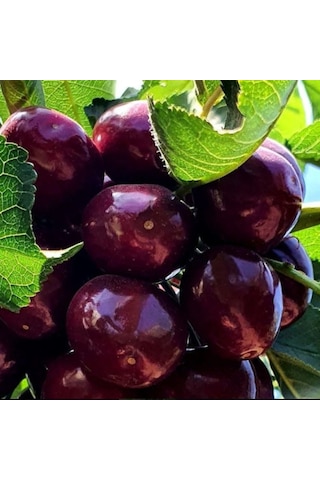 Tüplü Kendine Verimli Yüksek Verimli Zaiges Big Erkenci Kendine Verimli Kiraz Fidanı