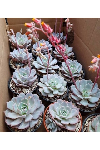 10 Adet Echeveria Laui Snow Lotus Succulent Tohumu