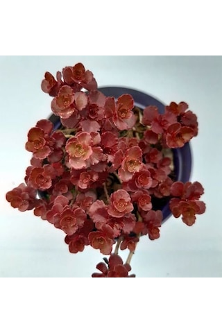 Kırmızı Sedum 15 Adet - Yer Örtücü Çok Yıllık Bitki