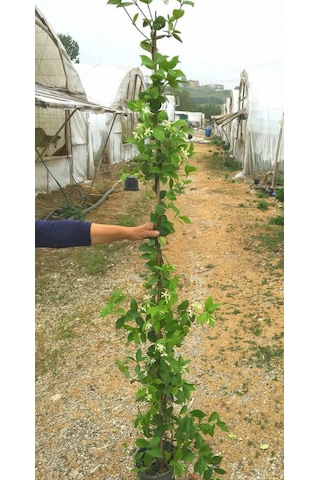 Arap Yasemini Büyük Boy 2- 2.5 Metre - 5 Adet Çiçekli Kokulu Sar
