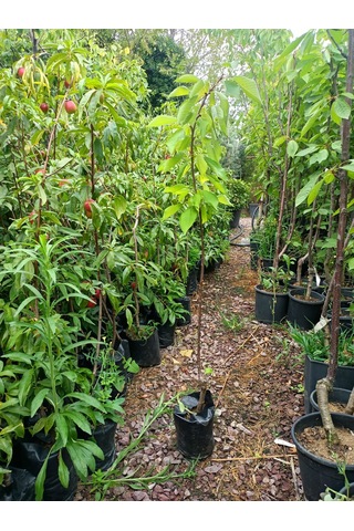 Yeşil Deniz Fidancılık Tüplü Regina Kiraz Fidanı 100-150 Cm