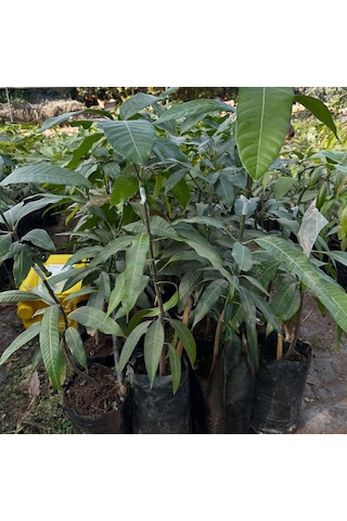 Aşılı Alphonso Mango Fidanı - 2 Yaş - Tüplü 60-70 Cm - Saksıda Yetişmeye Uygun Dünyanın En Tatlı Mangosu