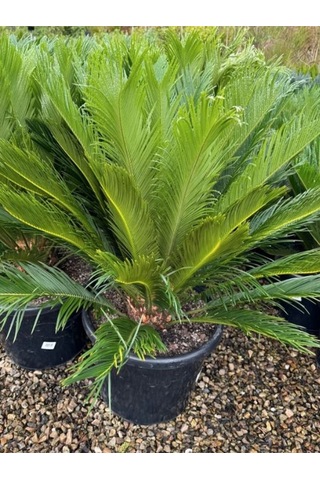 Cycas Revoluta - Sikas Japon Sago Palmiyesi 55-80cm Canlı İç Dış Mekan Bitkisi