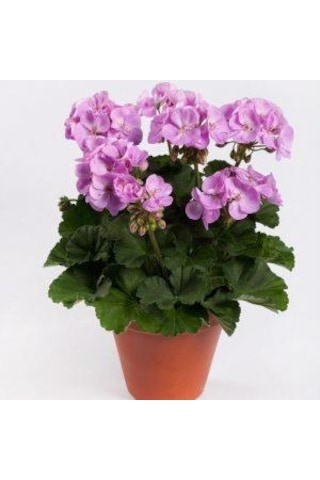 Saksılı Lila Sardunya Çiçeği 10-20 Cm Potted Lilac Geranium Flower