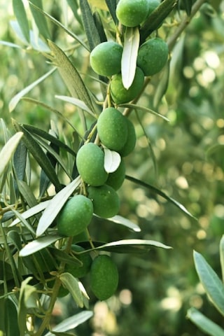 Sofralık Gemlik Zeytin Fidanı 1 Metre Boy 3 Yaş
