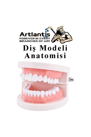 Diş Modeli Anatomisi 1 Paket İnsan Diş Çene Modeli Eğitci Fen Biyoloji Deney Maketi Diş Maketi