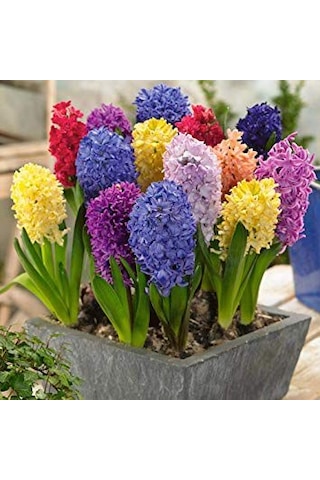 Sümbül Soğanı 5 Adet