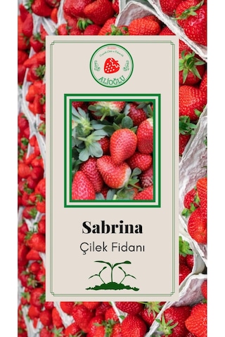38 Adet Sabrina Çilek Fidesi Açık Kök ve Taze Söküm (Frigo)