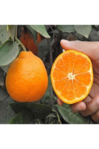 Tüplü Okitsu Mandalina Fidanı Meyve Verme Yaşında