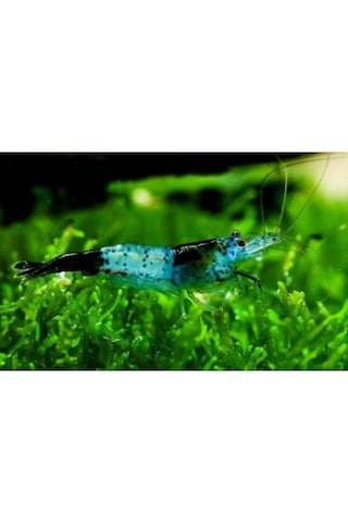 Rili Karides Karbon 4 Ad 1-1.2 Cm