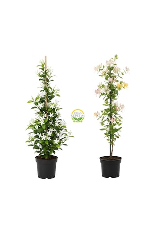 Arap Yasemini & Hanımeli Fidanı Seti 2'li Paket