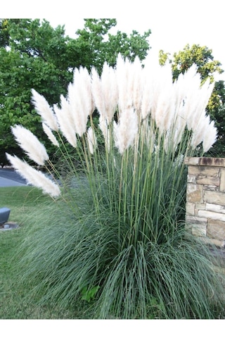 Pampas Saz Çiçeği Fidanı Saksılı 60-80 Cm Bahçe Bitkisi Pampas