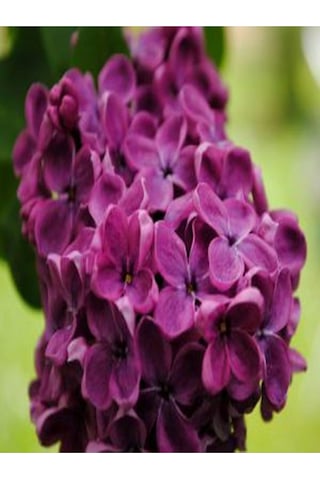 Pembe 1 Adet Leylak Çiçeği Fidanı 80-160cm Saksılı LFlower