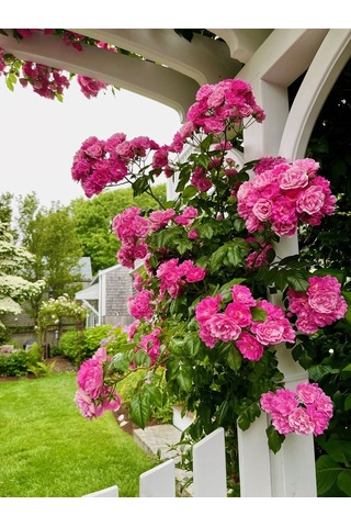 Pembe Isparta Sarmaşık Gül Fidanı 80-100+ Cm