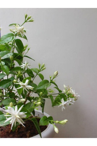 Arap Yasemin Arap 80 100 Cm 1 Adet Saksılı Dış Mekan Ve Dekarasyon Bitkisi Jasminum