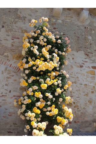 Avantajlı Sarı Sarmaşık Gül Fidanı Kokulu 90 140 Cm 1 Adet Tüplü Aşılı Gül Yellow Rose