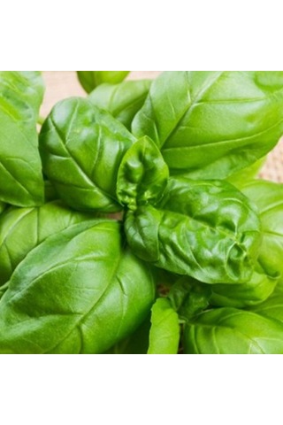 Bykurt Sunagri Yeşil Reyhan Tohumu - Aromatik, Sinek Kovucu, Tek Yıllık, Bahçe Ve Saksı İçin 100 Adet