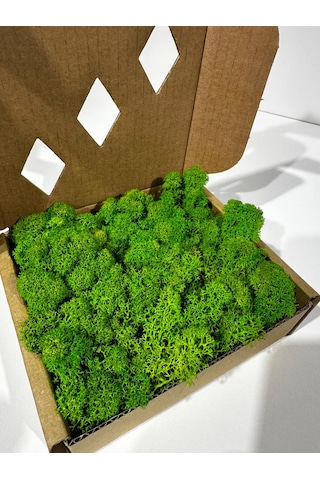 Reindermoss Şoklanmış Norveç Yosunu Terarium Yosunu Grass Green Light 500 Gr.