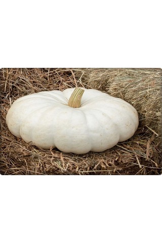 Balkabağı Tohumu Arıcan 97 10 GR En İyi Çeşit