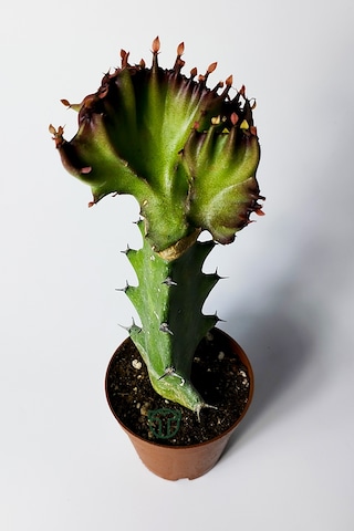 Euphorbia Lactea Cristata Variegata Dark Rim 5.5 Cm Saksıda