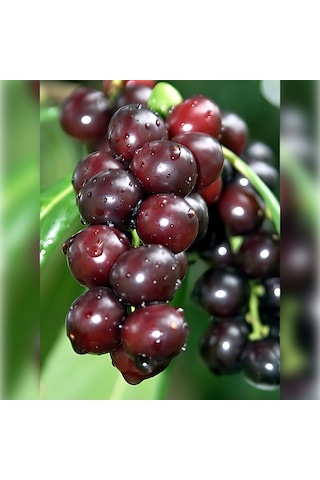 Karayemiş Taflan , Trabzon Kirazı 150-200 Cm Özel Kalite Olar